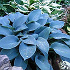 Саджанці Хости Блю Кадет (Hosta Blue Cadet) С1, фото 2