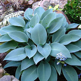 Саджанці Хости Блю Кадет (Hosta Blue Cadet) С1