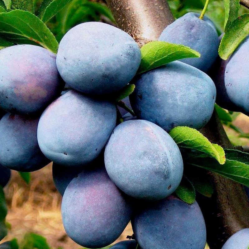 Саджанці Сливи Емпресс - пізнього терміну, соковита, урожайна, фото 1