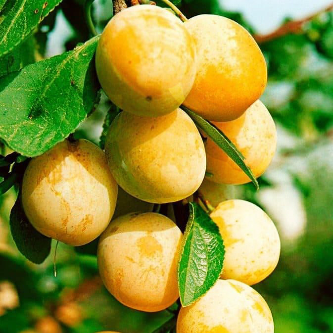 Саджанці Сливи Медова - раннього терміну, урожайна, морозостійка, фото 1