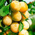 Саджанці Сливи колоновидної Медова - раннього терміну, урожайна, морозостійка, фото 2