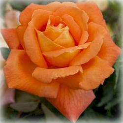 Троянда чайно-гібридна Луі де Фюнес (Louis de Funes)