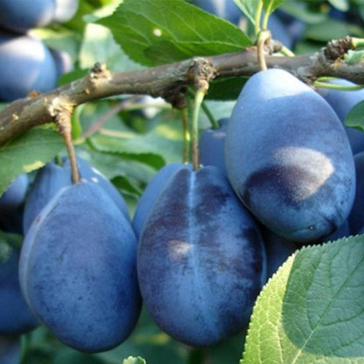 Саджанці Сливи Стенлі - осінньо-пізній термін, швидкоплідна, зимостійка, фото 1