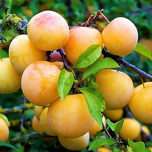 Саджанці Сливи Джефферсон - середньо-осіннього терміну, урожайна, транспортабельна