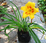 Лілейник Фулед Мі . У контейнерах Д12., фото 2