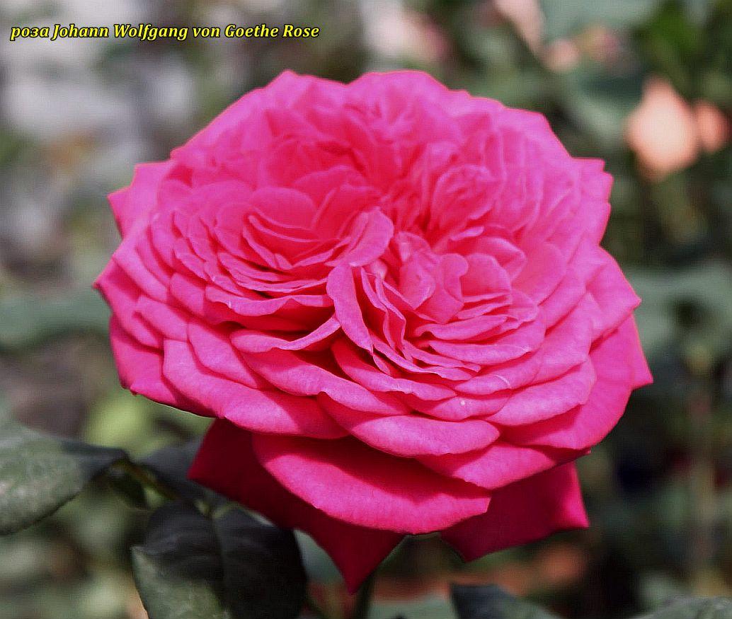 Троянда Johann Wolfgang von Goethe Rose® (Іоганн Вольфганг фон Гете Троянда) ч/г гор 4 л