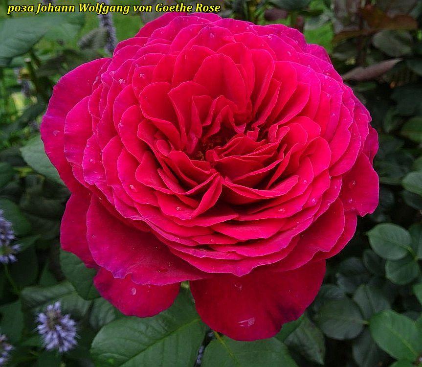 Троянда чайно-гібридна Johann Wolfgang von Goethe Rose® (Іоганн Вольфганг фон Гете Троянда)