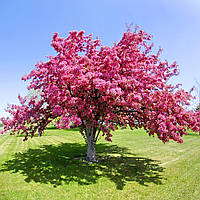 Саджанці Яблуні декоративної Маковецького - Malus purpurea Makowiecki