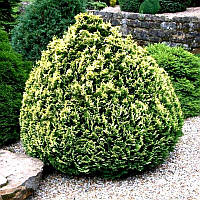 Саджанці Кипарисовика Лавсона (Pygmaea Argentea)