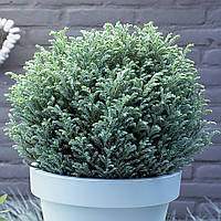 Саджанці Кипарисовика Лавсона Сілвер Глобус (Сһаmаесурагіѕ Lawsoniana Silver Globus)