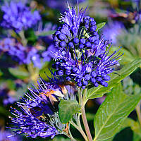 Саджанці Каріотеріса кландонського (Caryopteris clandonensis) Р9