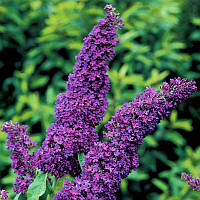 Саджанці Буддлеї Давида Нано Блю (Buddleja davidii Nanho Blue)