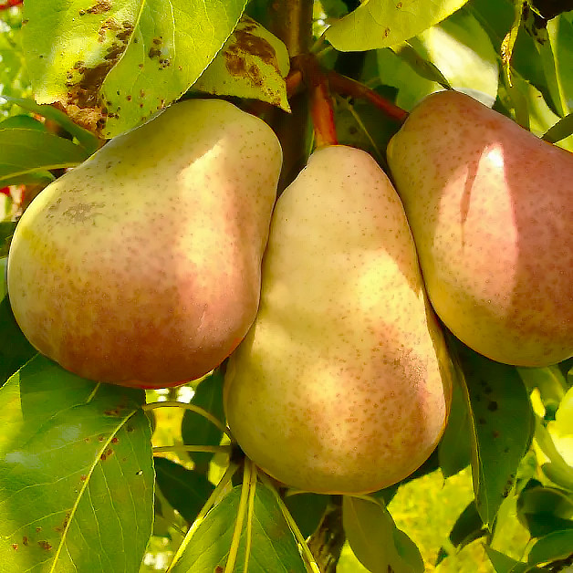 Саджанці Груші Улюблениця Клаппа - літнього терміну, соковита, морозостійка, фото 1