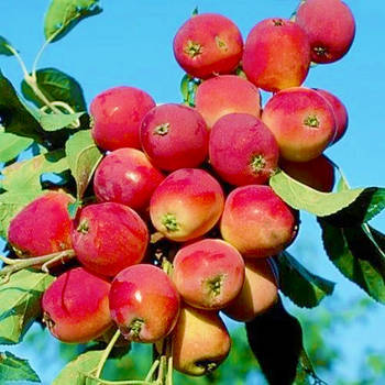 Саджанці Яблуні Райська Червона - Malus Paradise Apple red