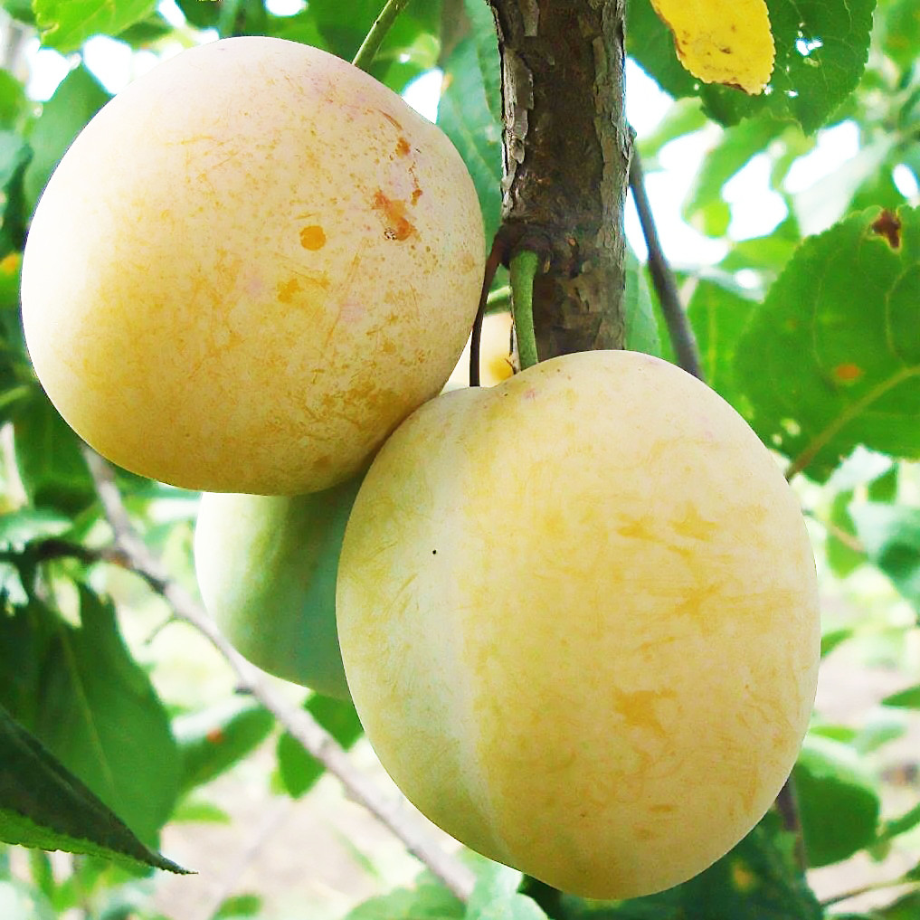 Саджанці Сливи Ренклод Ранній - раннього терміну, великоплідна, зимостійка, фото 1