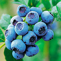 Лохина Гурон (2-х річна) С1