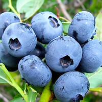 Лохина Торо  (2-х річна) С1