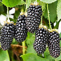 Човники ожини Коламбія Стар (Columbia Star) — безшипна, надранка, промислова С1