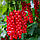 Саджанці смородини червоної Детван - рання, крупноплідна, десертна, фото 2