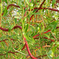 Саджанці Верби Мацуда, Мацудана (Salix matsudana) Р9