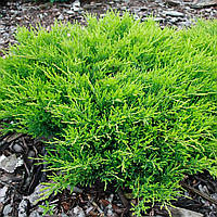 Саджанці Ялівцю горизонтального Андорра Компакт (Juniperus horizontalis Andorra Compact) Р9