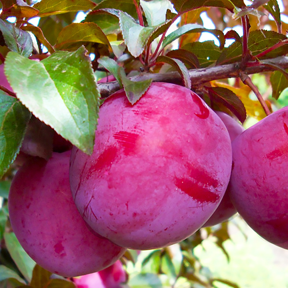 Саджанці Сливи Голлівуд - середнього терміну, червонолистна, зимостійка