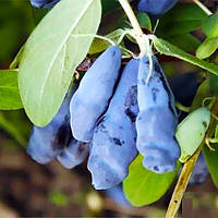 Саджанці жимолості їстівної Синя Скеля - середньо-рання, крупноплідна, десертна