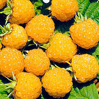 Саджанці малини Алтайської десертної - солодка, крупноплідна, високоврожайна