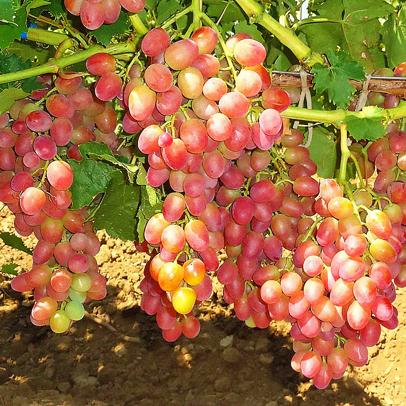 Саджанці Винограду Рожевий Серпанок - раннього терміну, морозостійкий, врожайний, фото 1