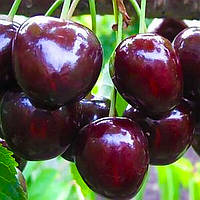 Саджанці Черешні Мелітопольської Великоплідної - пізня, урожайна
