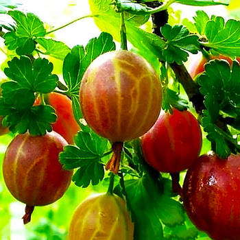 Саджанці Агрусу Рожевий Кулон - середній, солодкий, урожайний