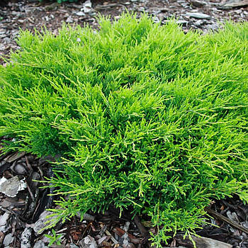Саджанці Ялівцю горизонтального Андорра Компакт (Juniperus horizontalis Andorra Compact)