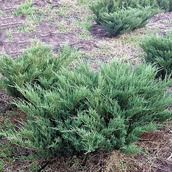 Саджанці Ялівця козацького Сизий (Juniperus sabina Syziy)