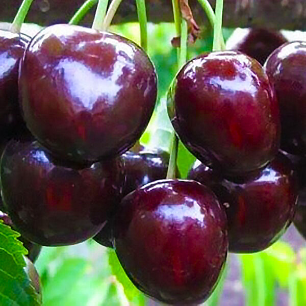 Саджанці Черешні Мелітопольської Великоплідної - пізня, урожайна (2-х річна), фото 1