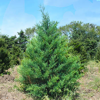 Саджанці Ялівцю віргінського Бурки (Juniperus virginiana Burkii)