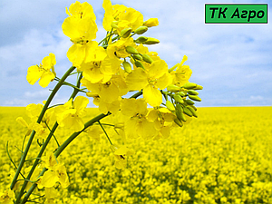Насіння озимого ріпаку Маркус 37ц/га. Олійний гібрид озимого ріпаку Маркус 47%.