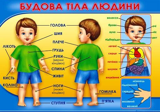 НП Плакат (школа) "Світ Поздоровлень А2"/будова тіла людини