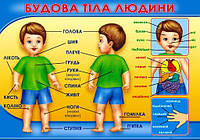 НП Плакат (школа) "Світ Поздоровлень А2"/будова тіла людини