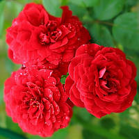 Саженцы плетистой розы Бельканто (Rose Belkanto)