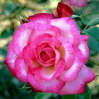 Саженцы плетистой розы Хендель (Rose Handel)