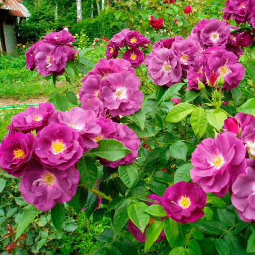 Саджанці плетистої троянди Вейченблау (Rose Veilchenblau), фото 1