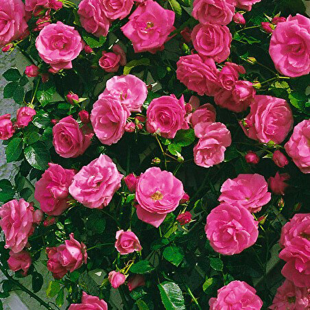 Саджанці плетистої троянди Лавінія (Rose Lawinia)