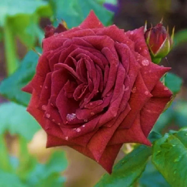 Саджанці троянди флорибунда Джоселін (Rose Jocelyn)