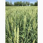 Насіння озимою пшениці Колоніа (Безоста)