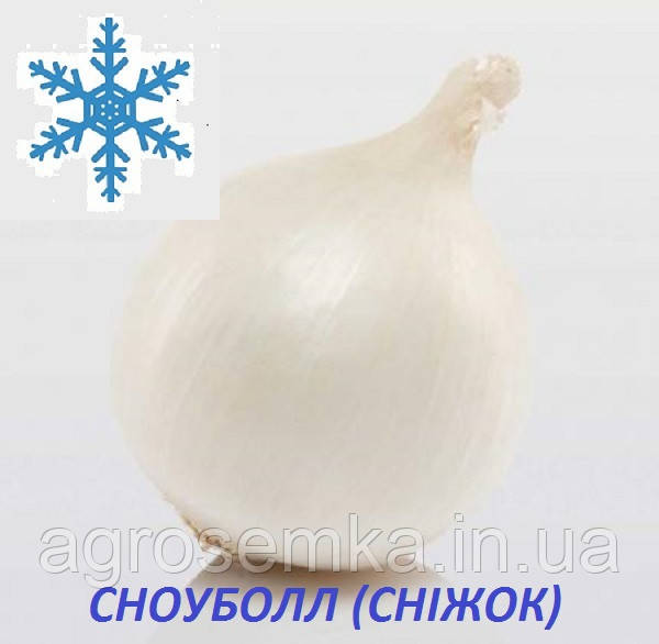 Озима цибуля сіянка Сноуболл (Snowball) 8/21 0.5 кг/ TOP Onion Sets, фото 1