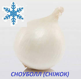 Озима цибуля сіянка Сноуболл (Snowball) 8/21 0.5 кг/ TOP Onion Sets