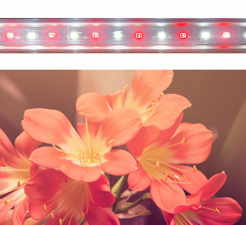 LED фітосвітильник для рослин, для кімнатних квітів, квітучих рослин 600 мм 9Вт, фото 1