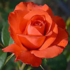 Саджанці чайно-гібридної троянди Стар 2000 (Rose Star 2000), фото 4