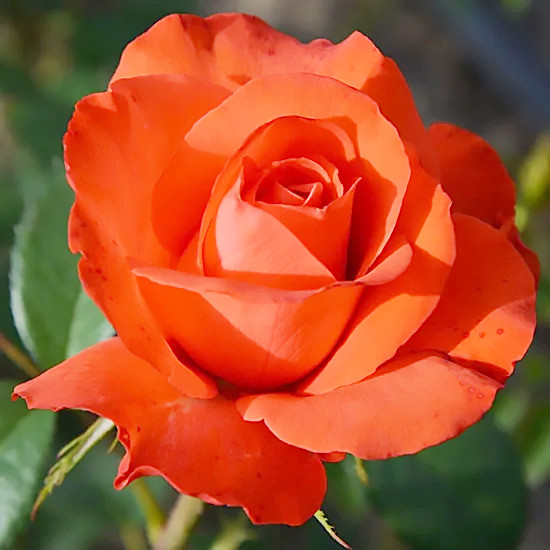 Саджанці чайно-гібридної троянди Стар 2000 (Rose Star 2000)