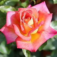 Саженцы чайно-гибридной розы Пикадилли (Rose Piccadilly)